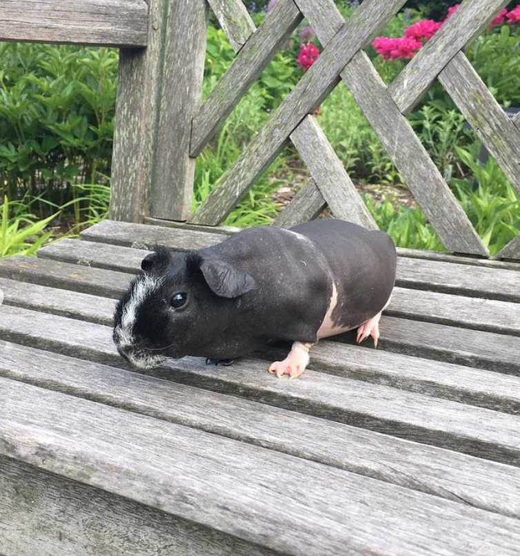 Hairless guinea pig sitting on the bench