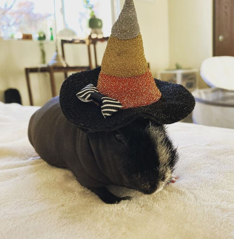 Hairless guinea pig wearing a witch costume hat