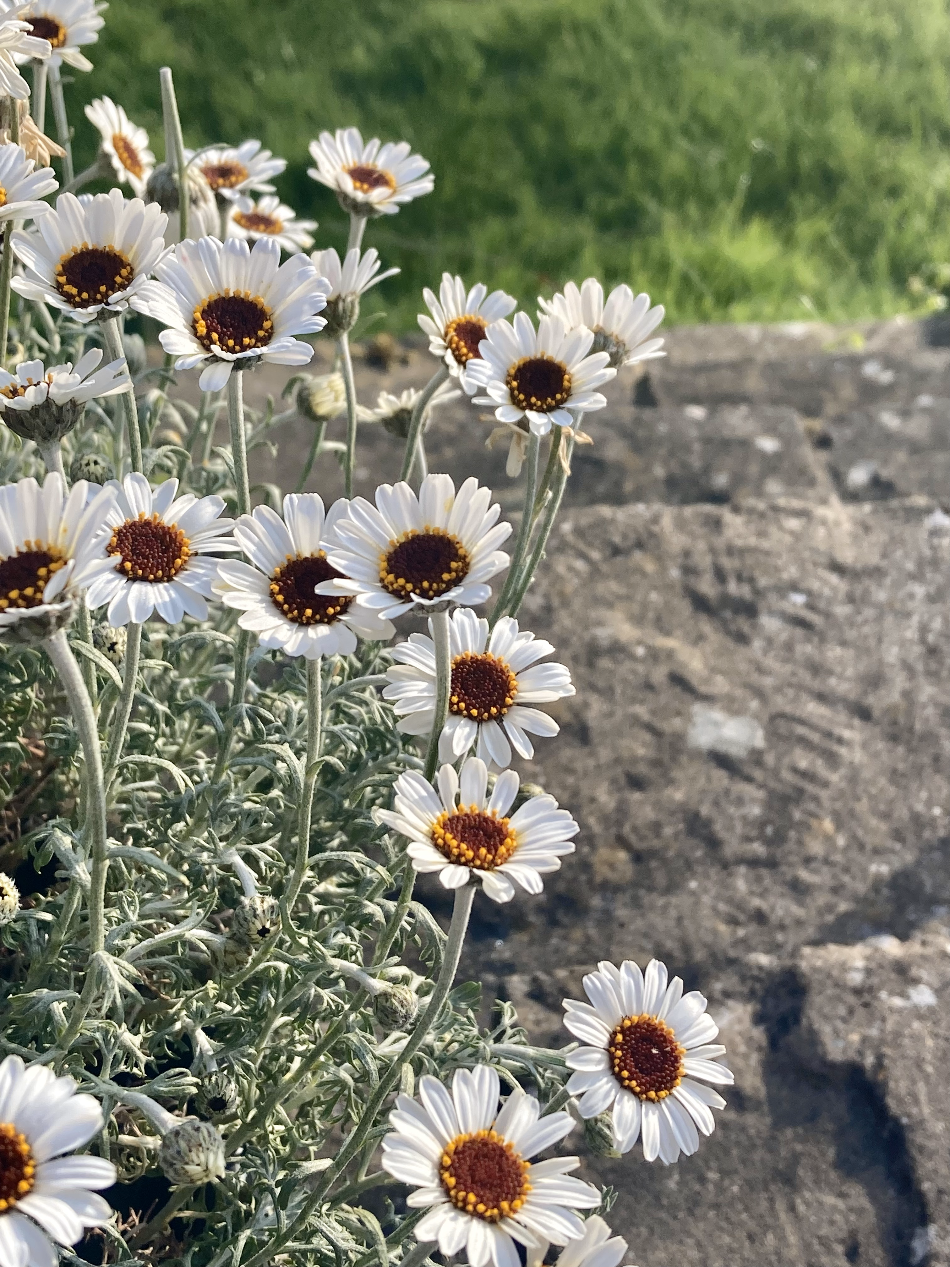 A daisy plant against a garden patio