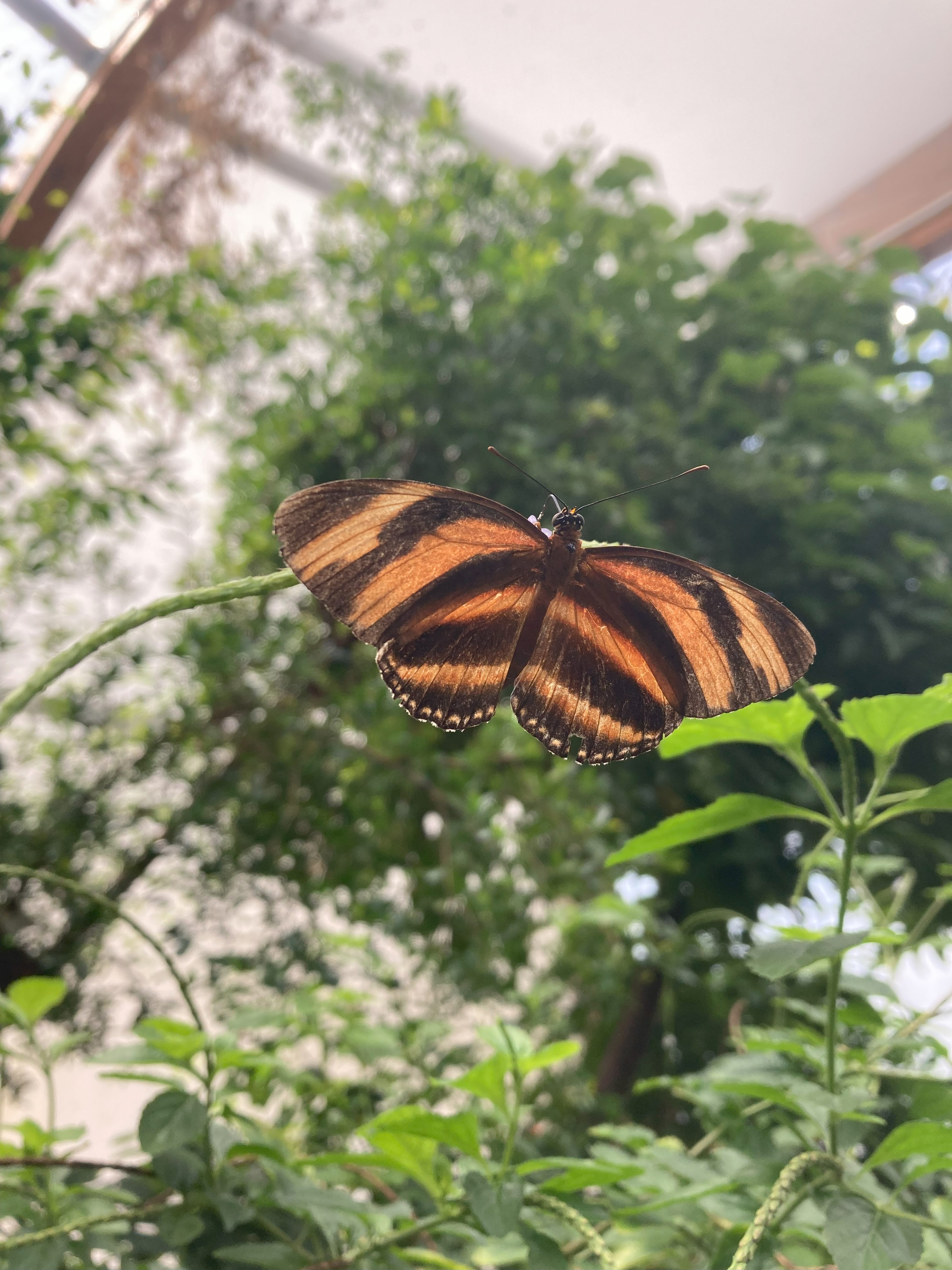 A butterfly in a butterfly garden green house
