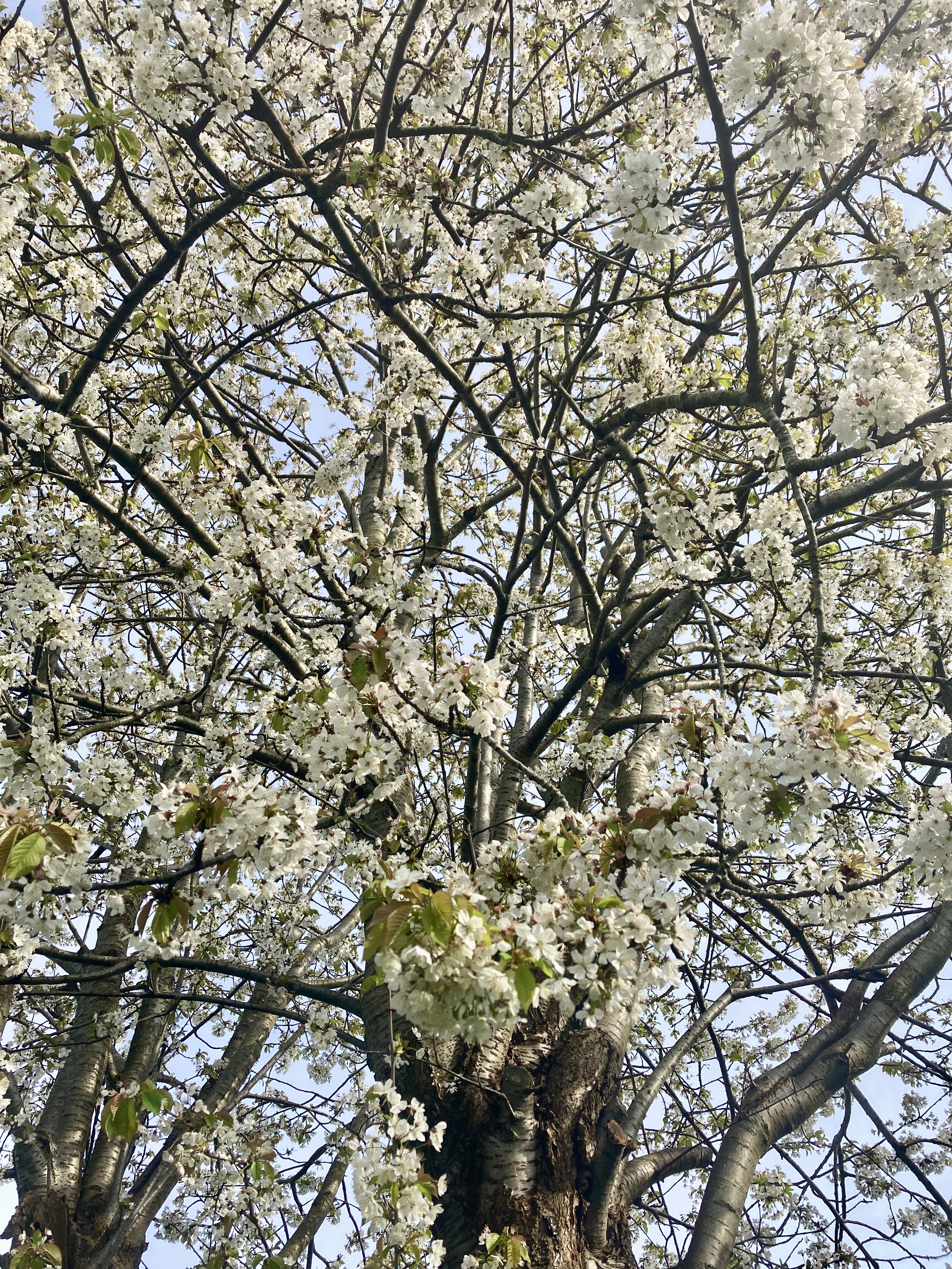 White blossom in a tree against a blue sky.