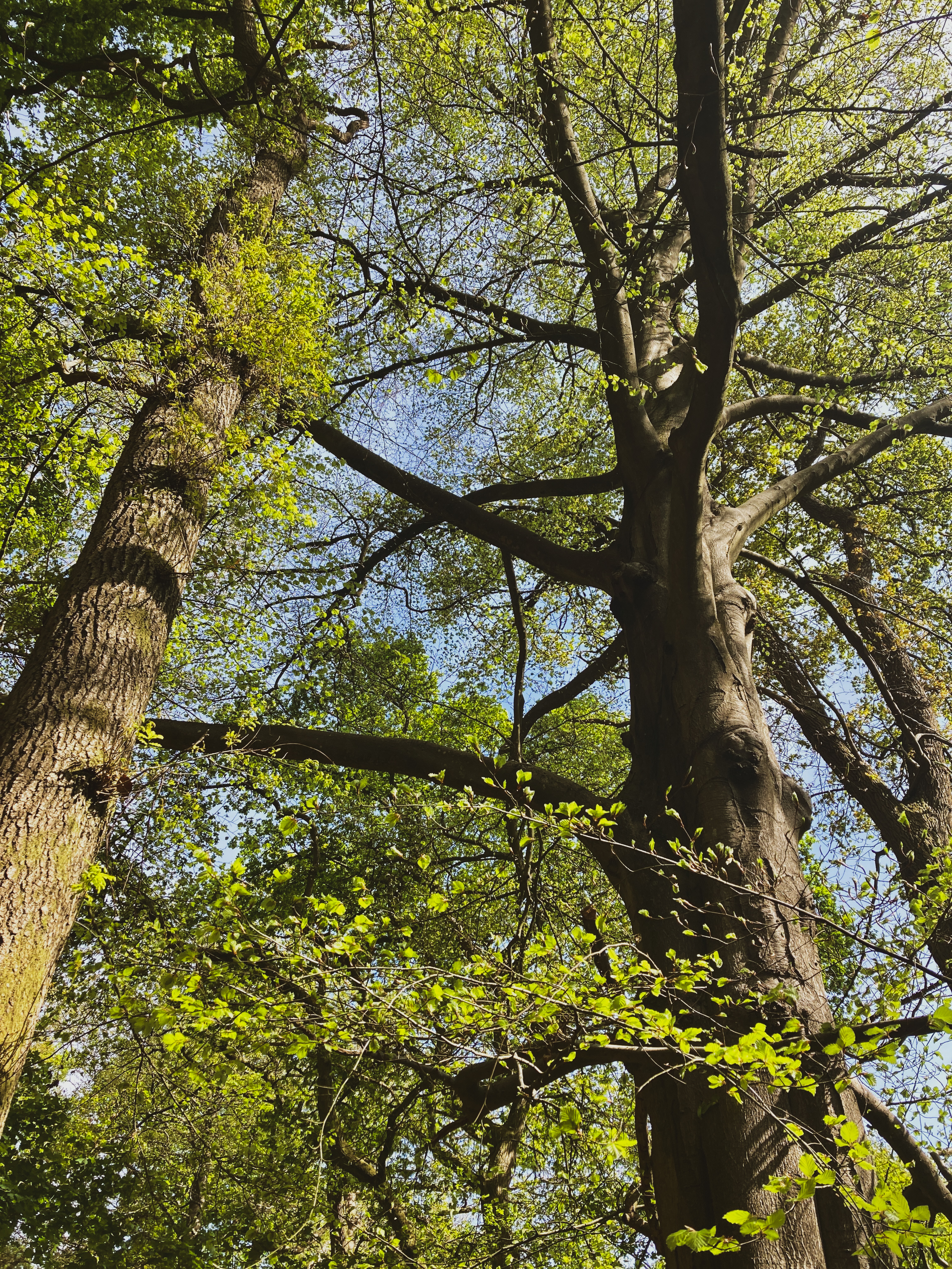Tree trunks and green leaves against a blue sky