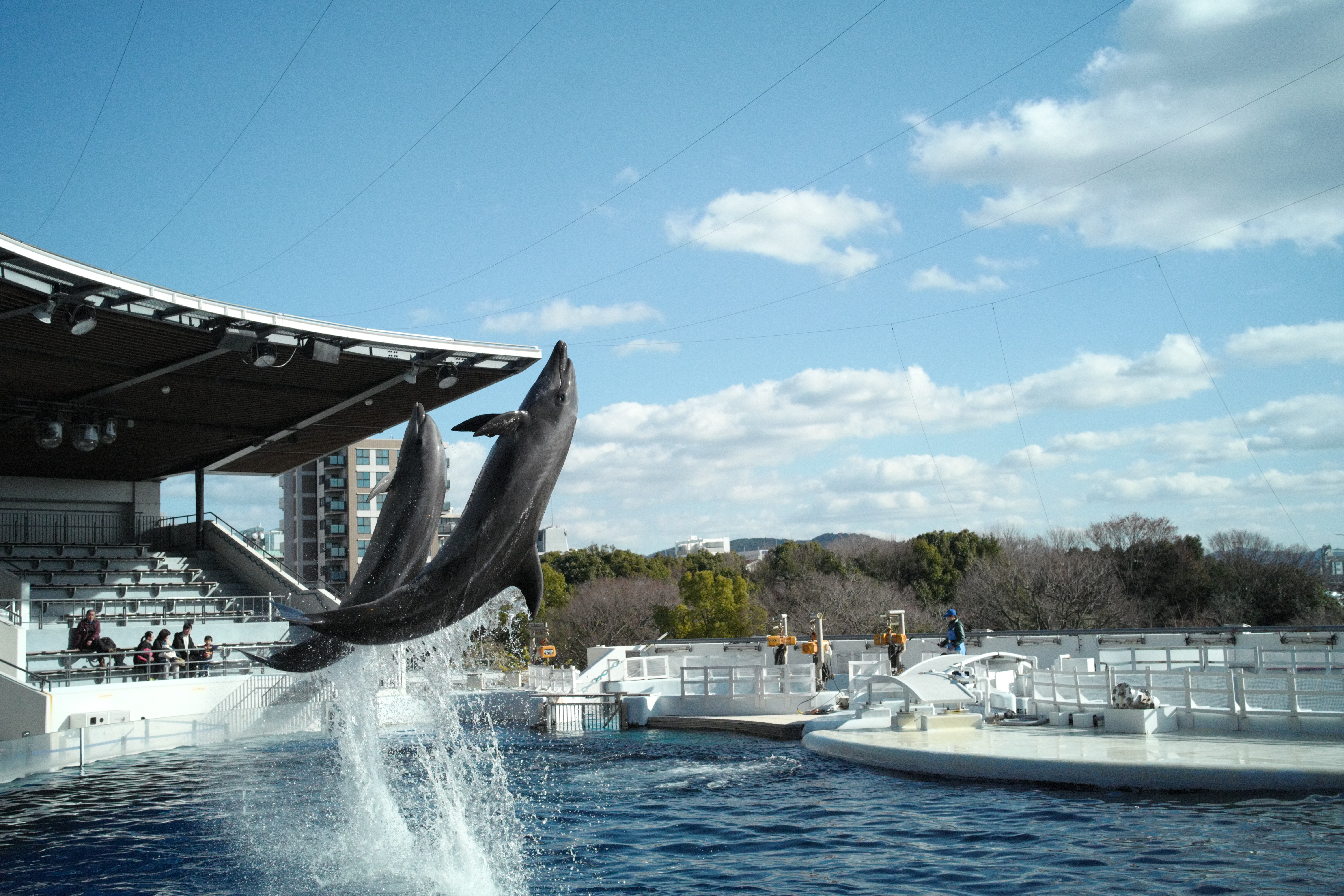Two dolphins jumping out of the water