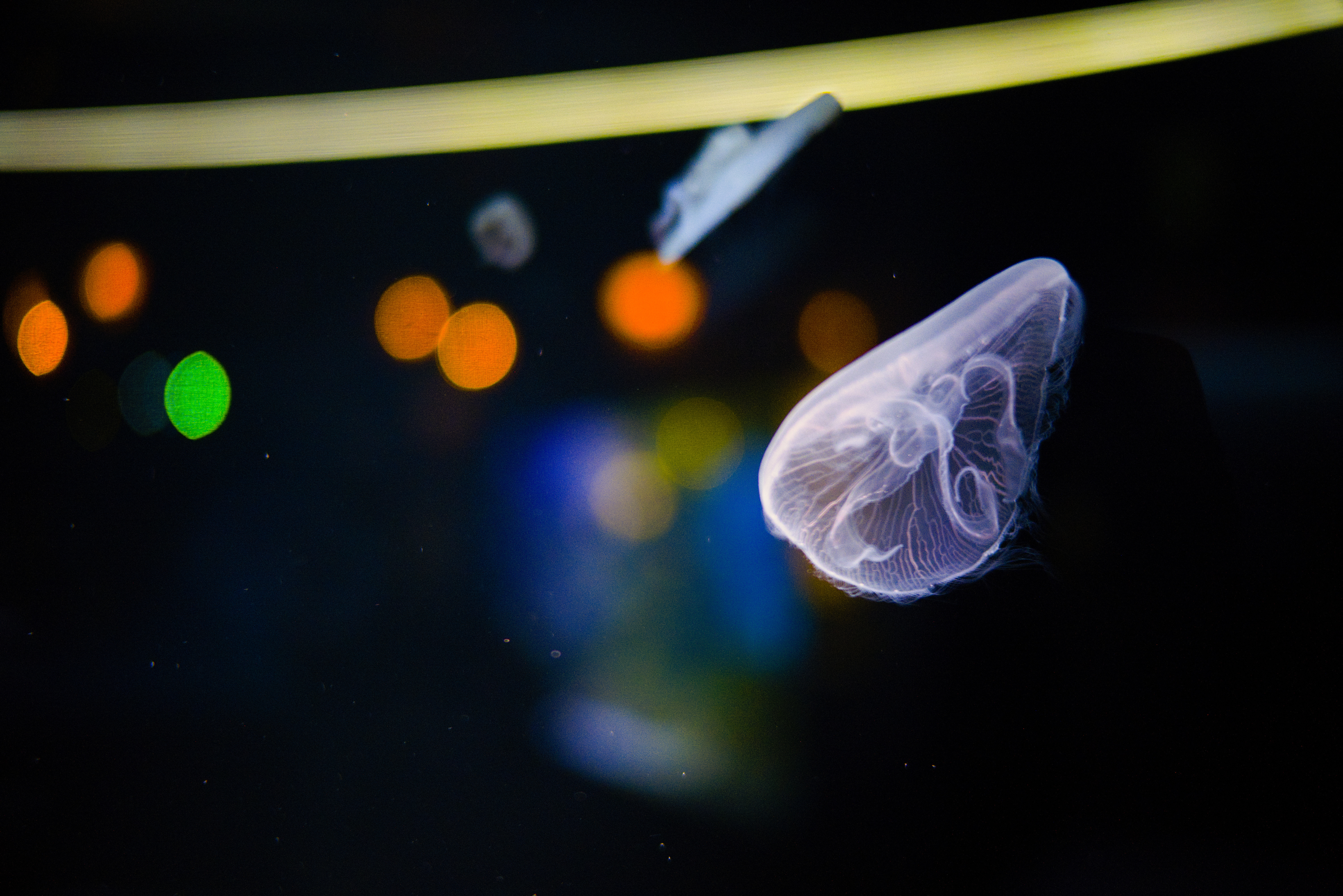 jellyfish in a tank