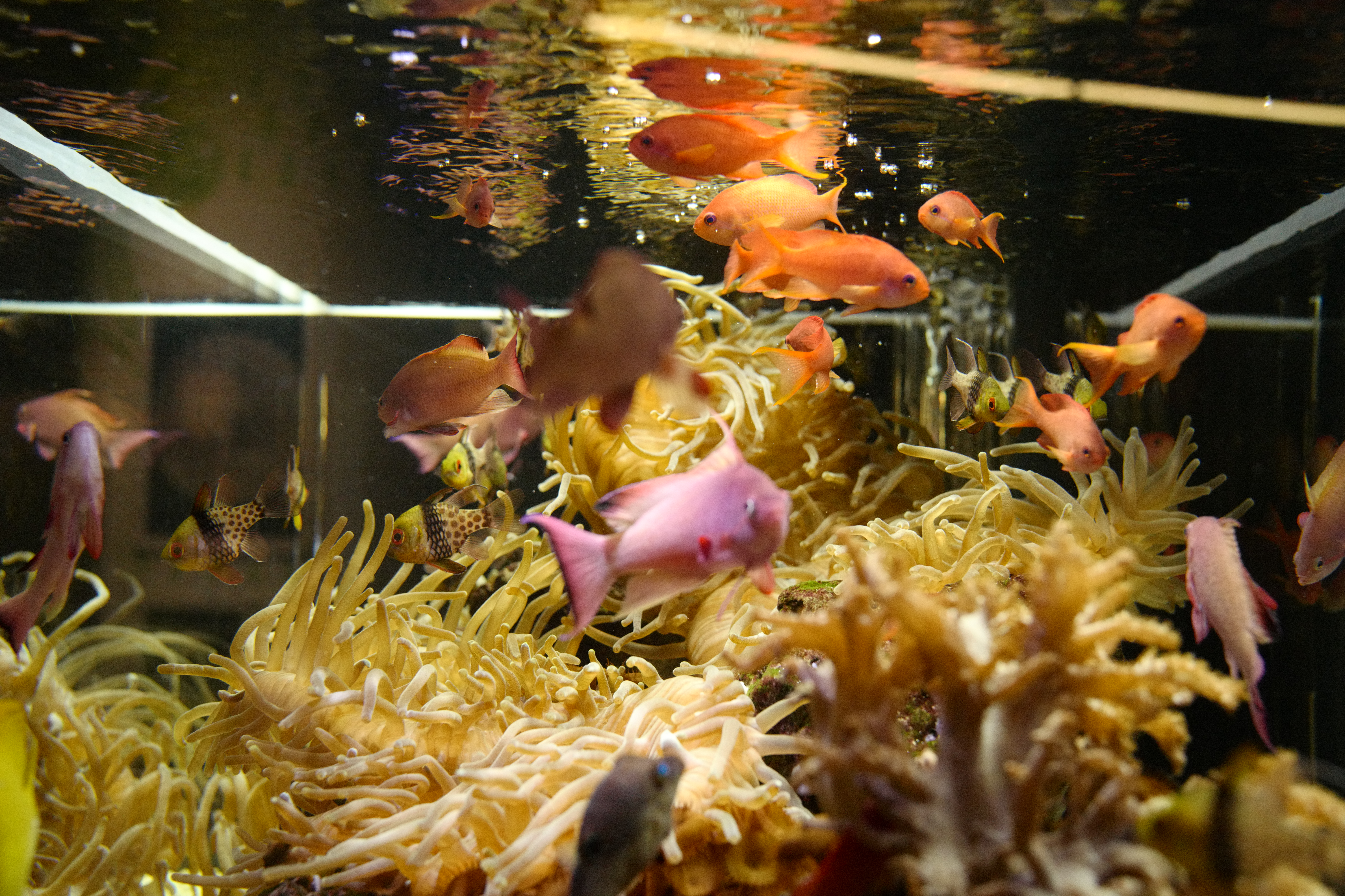fish swimming near a yellow anemone 