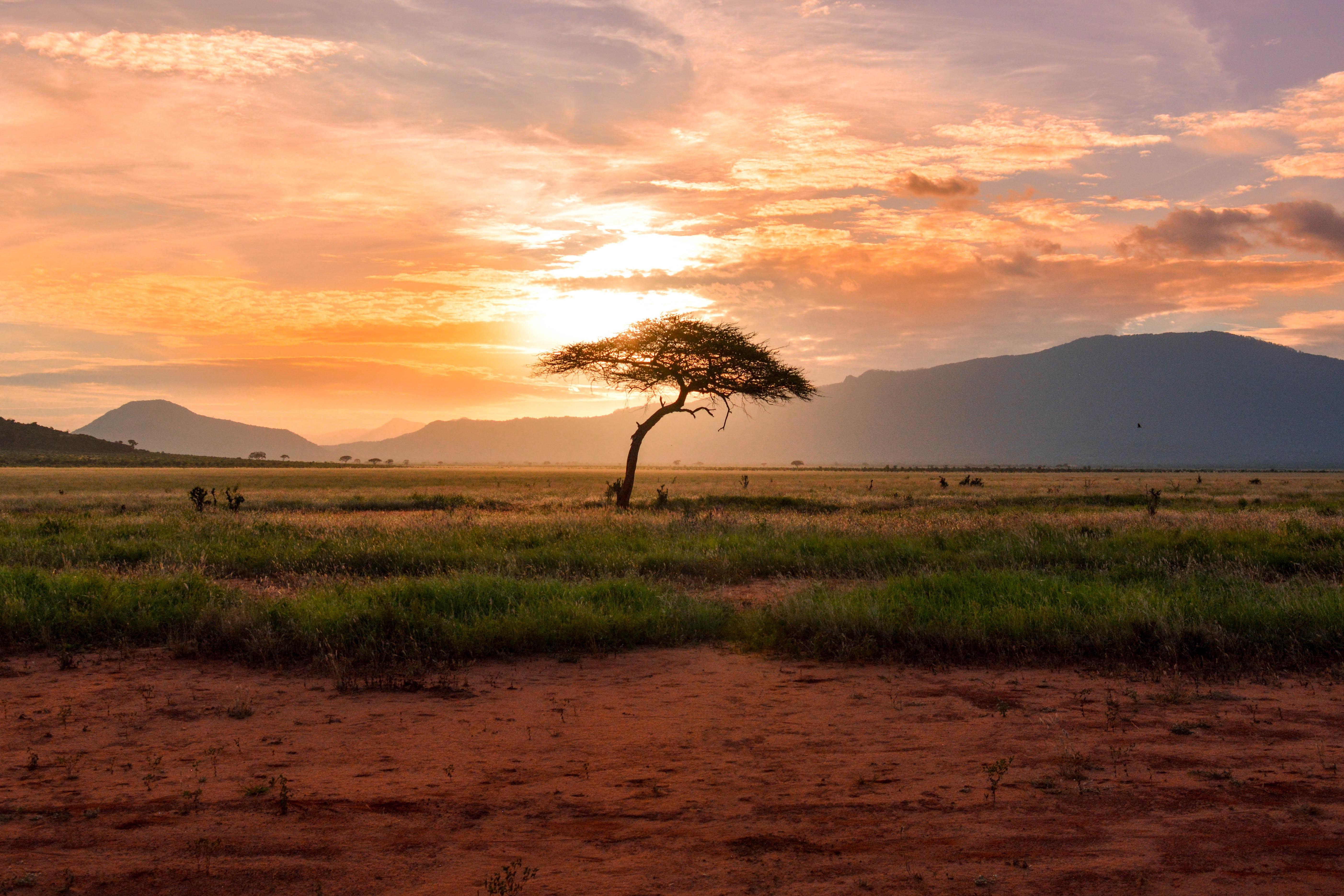 landscape photo of Africa