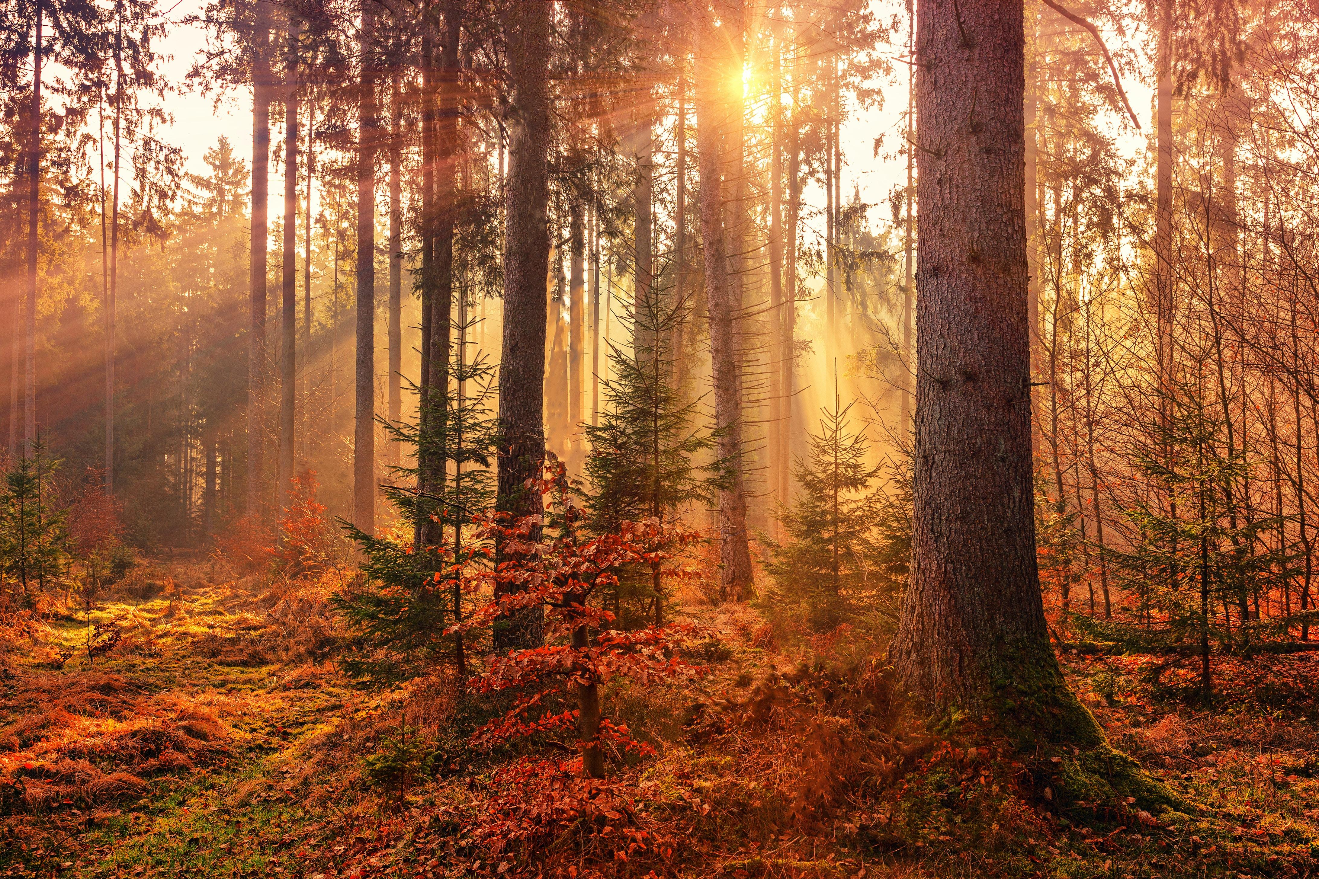 sun peaking through the trees in autumn
