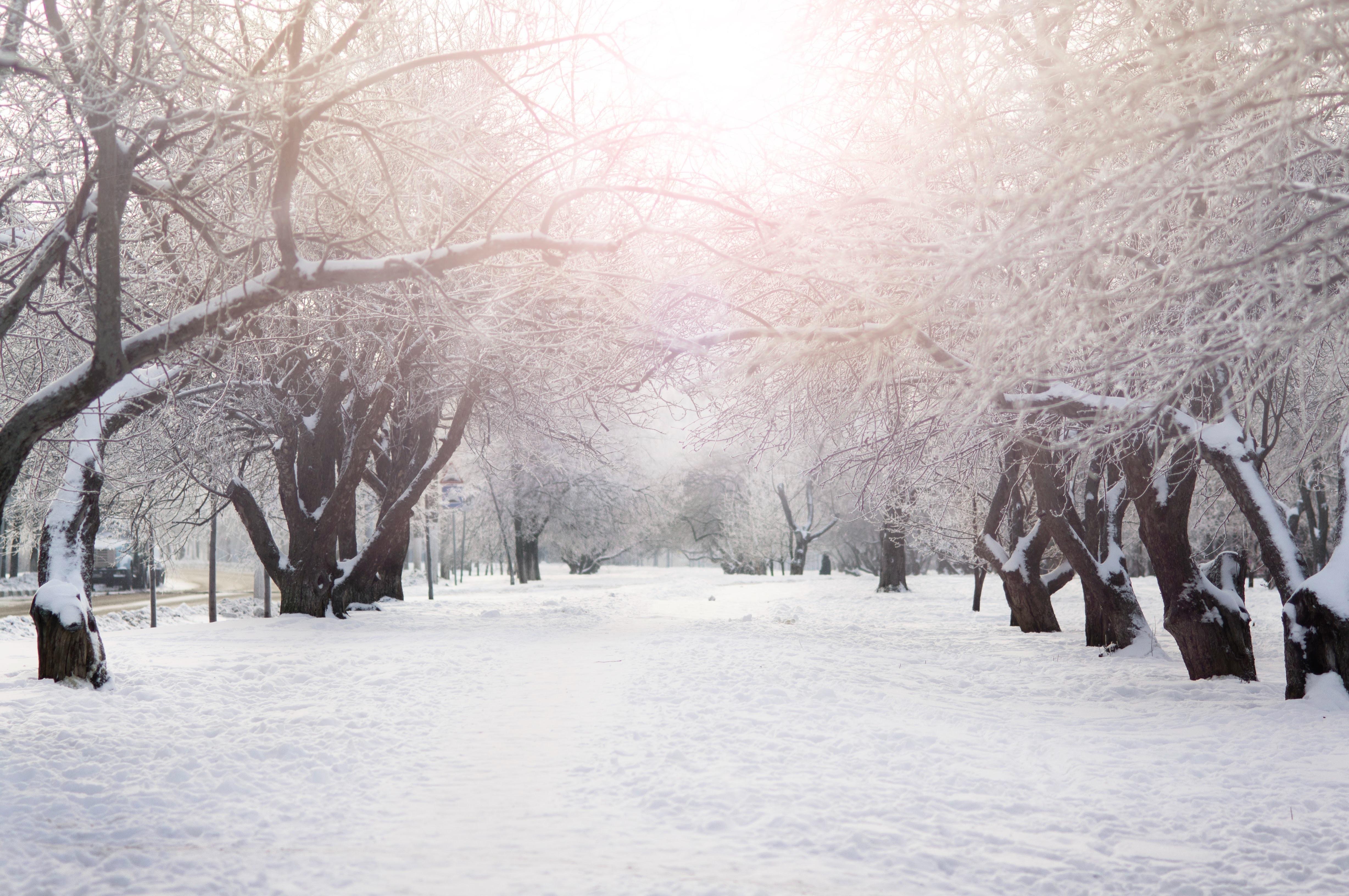 winter scene