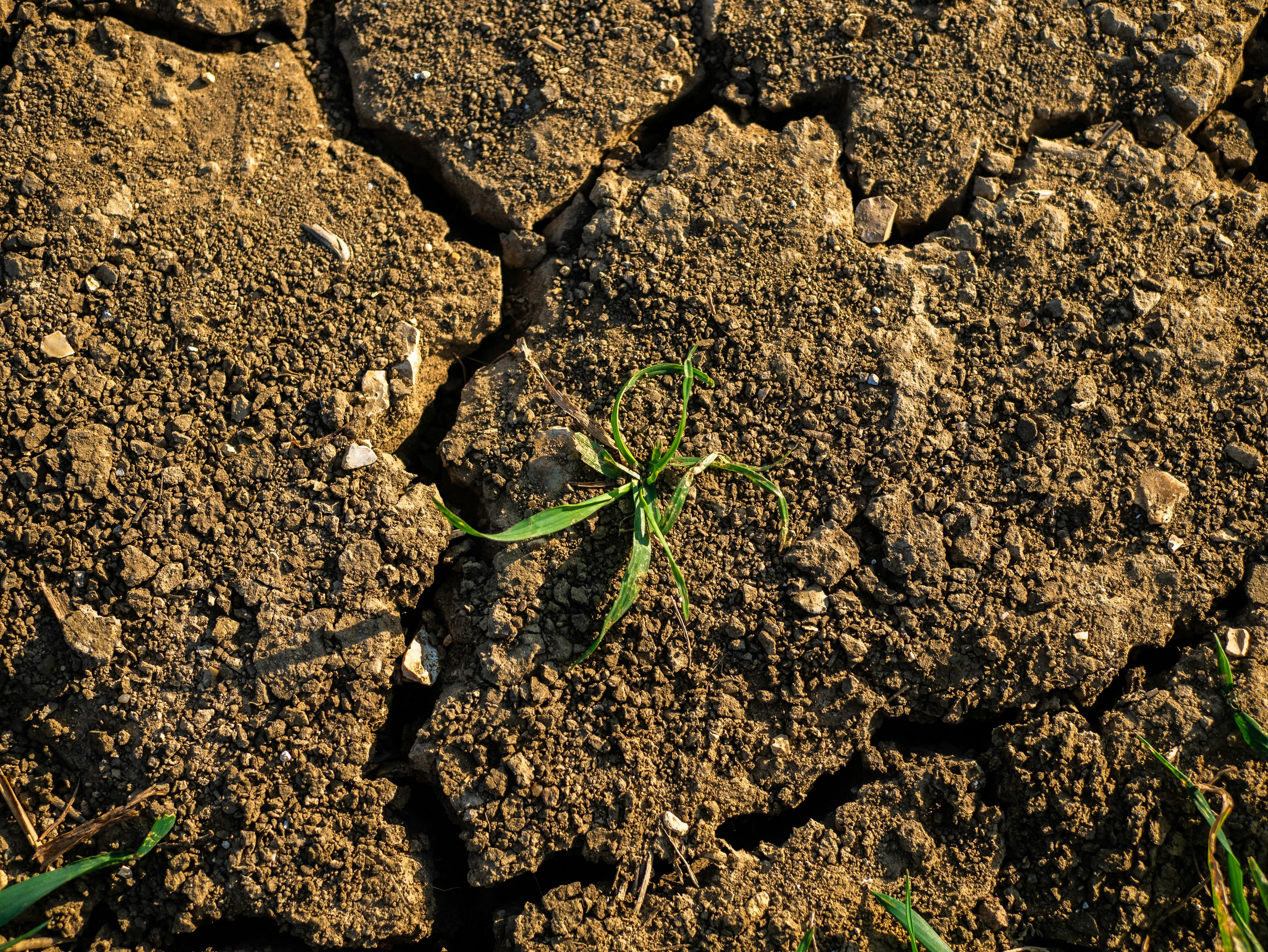 cracked dry land 