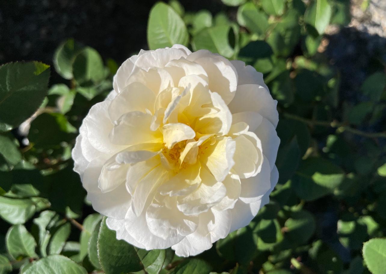 A picture of a white flower.