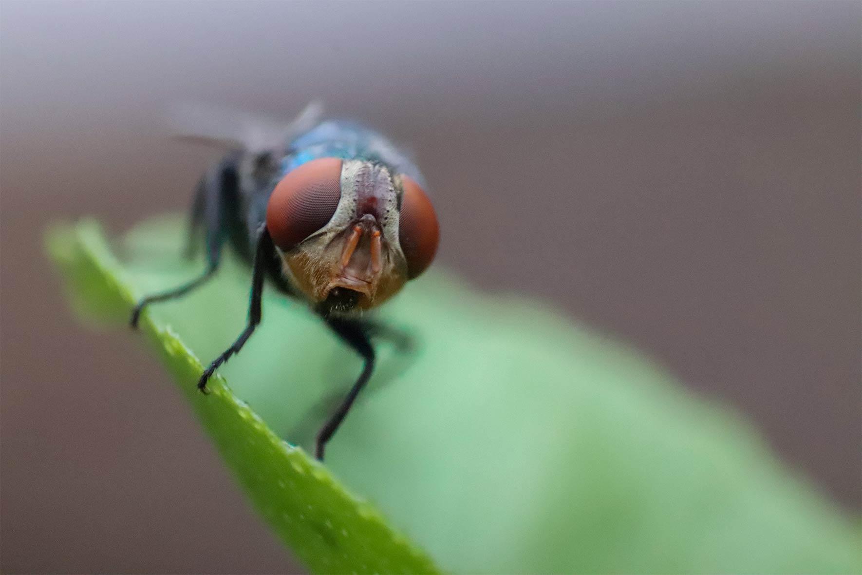 macro image of a fly on a leaf