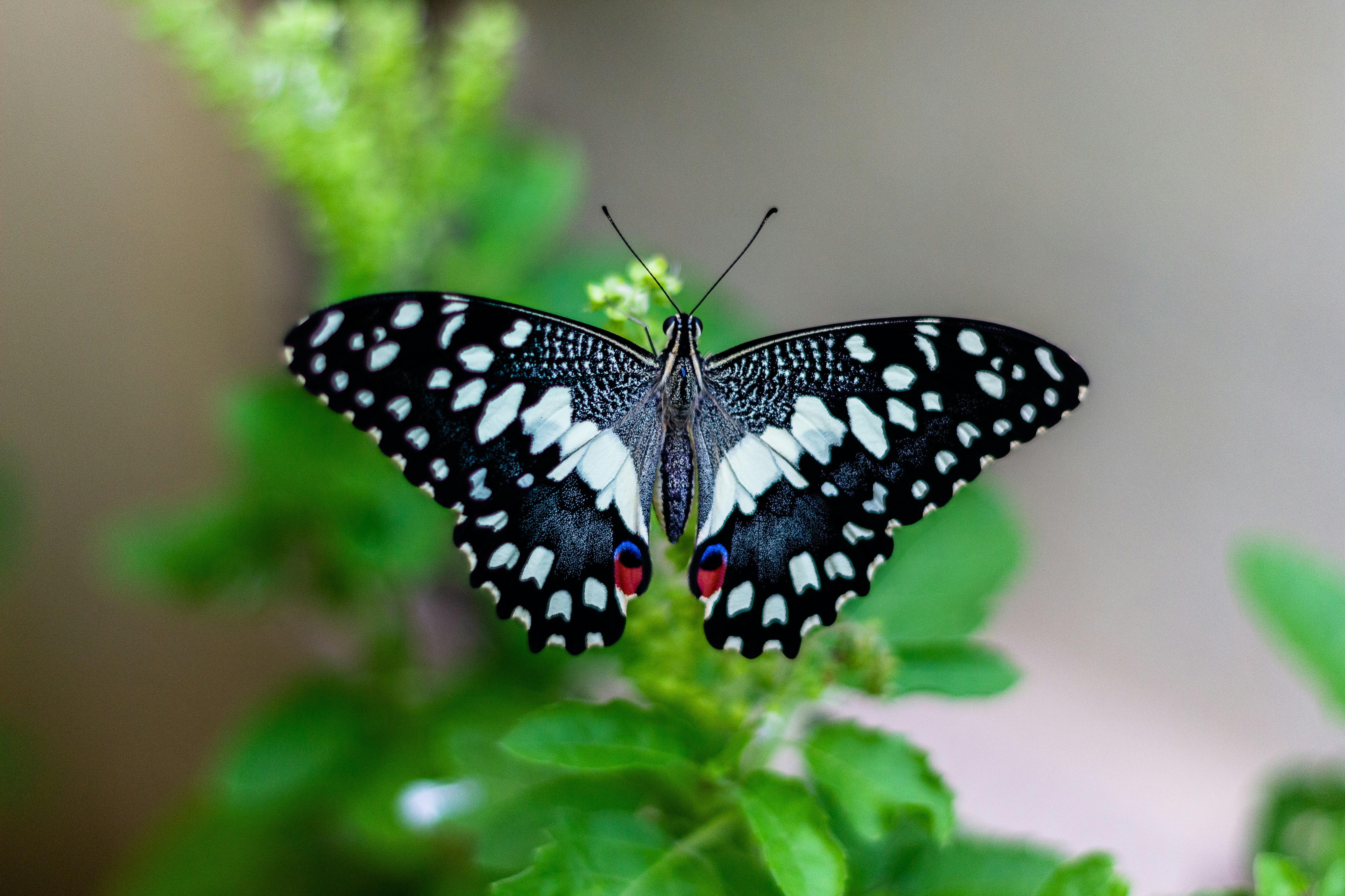 Blue butterfly on a plant