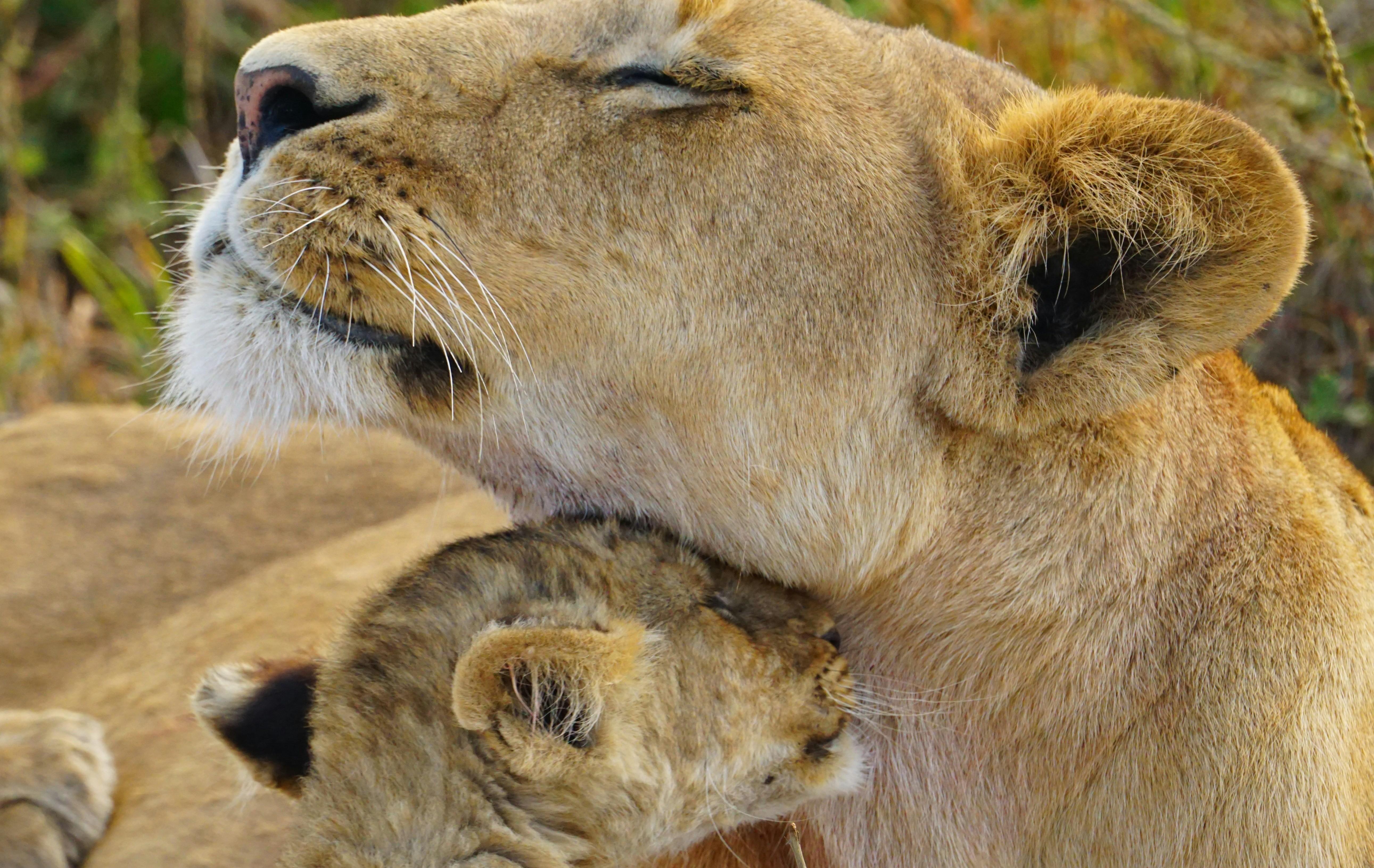 lioness with her cub 