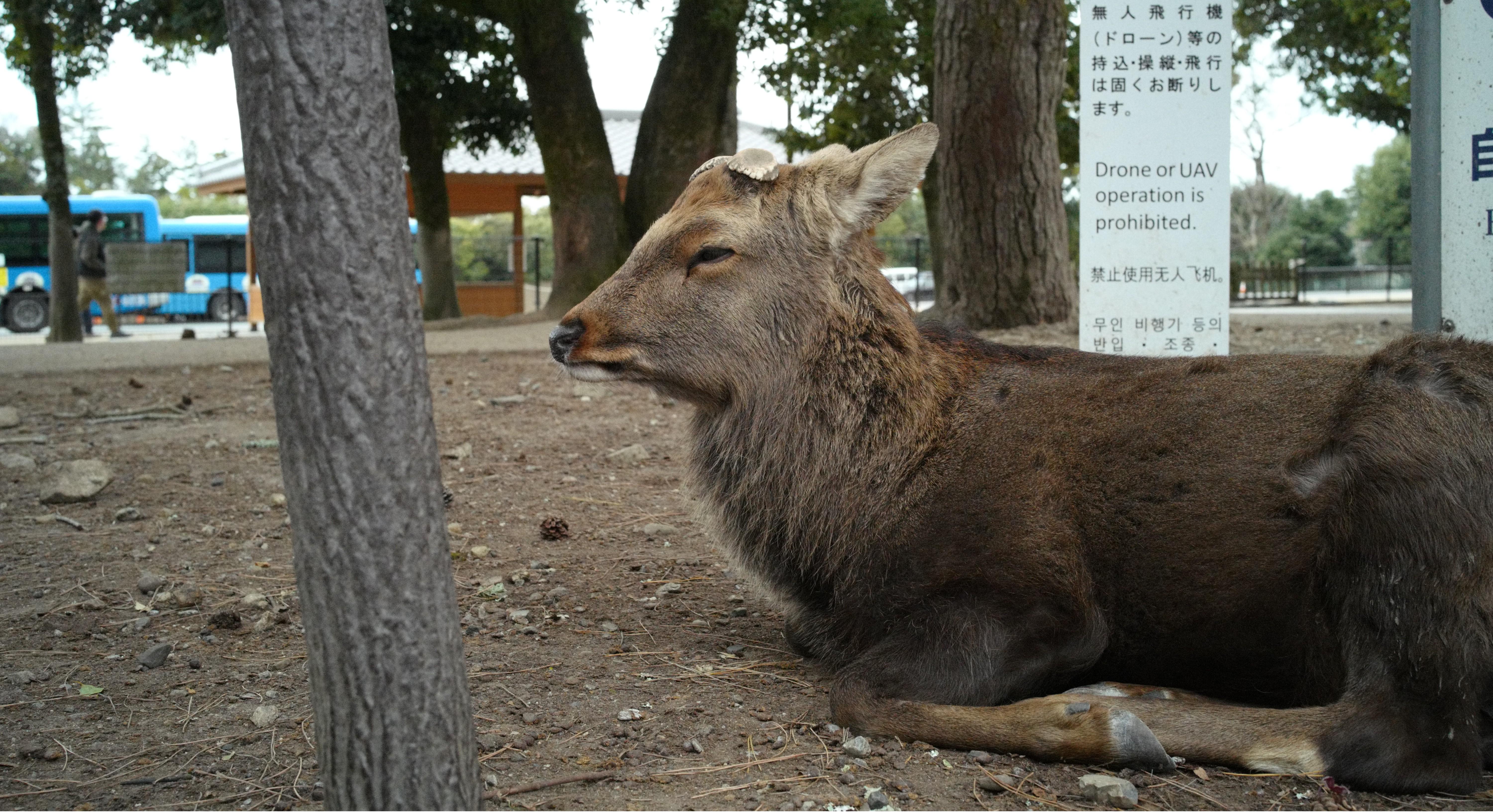 a Shika Deer sitting on the ground