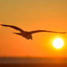 bird flying against the sunset