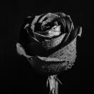 Black and White Photo of a Rose