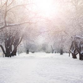 winter scene