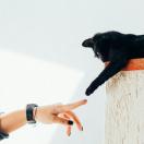 human reaching out towards a cat