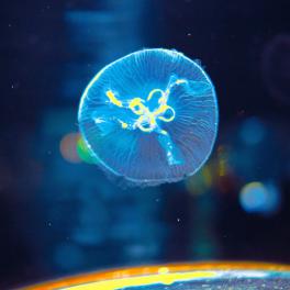 rainbow jellyfish in a tank
