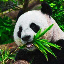 Panda eating bamboo