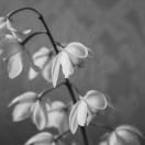 black and white photo of drooped white flowers