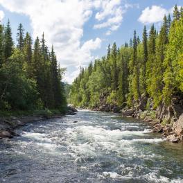 a river surrounded by trees