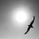 a black and white photo of a bird flying under the sun