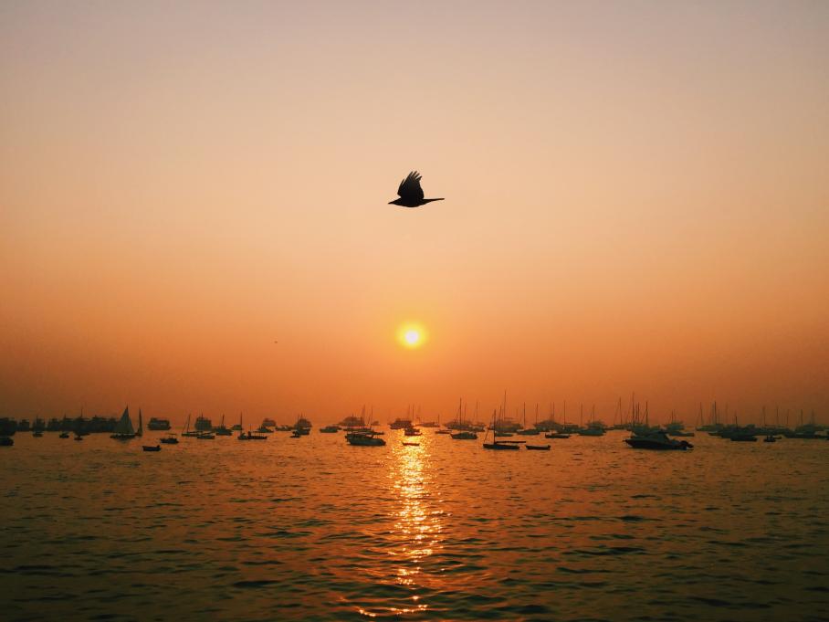 bird flying in front of sunset