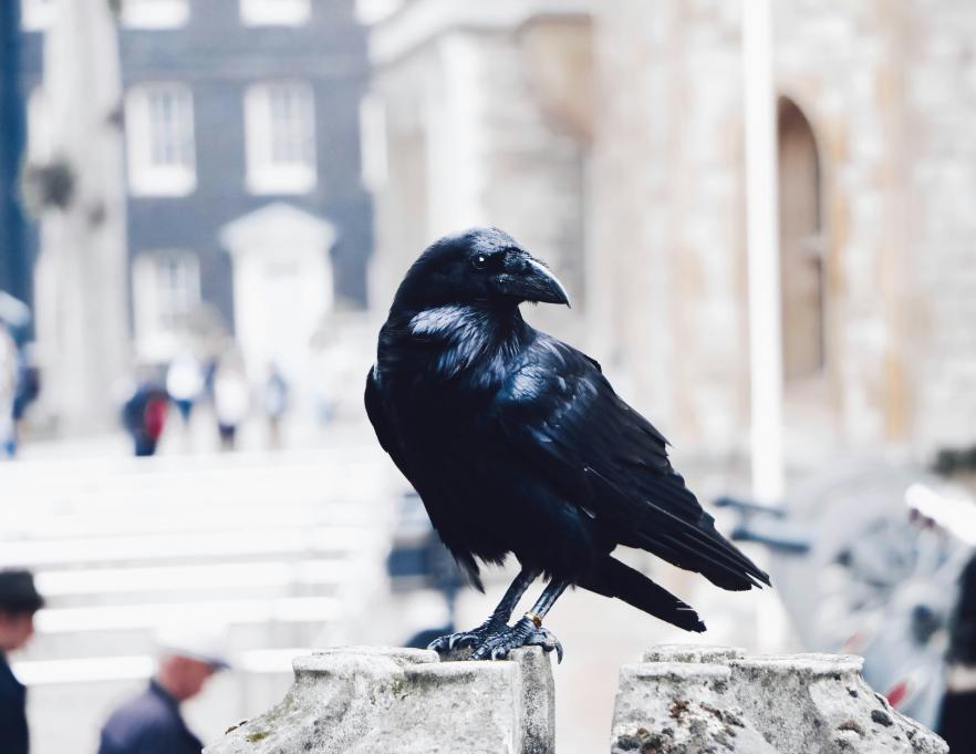 a crow sitting on a fence