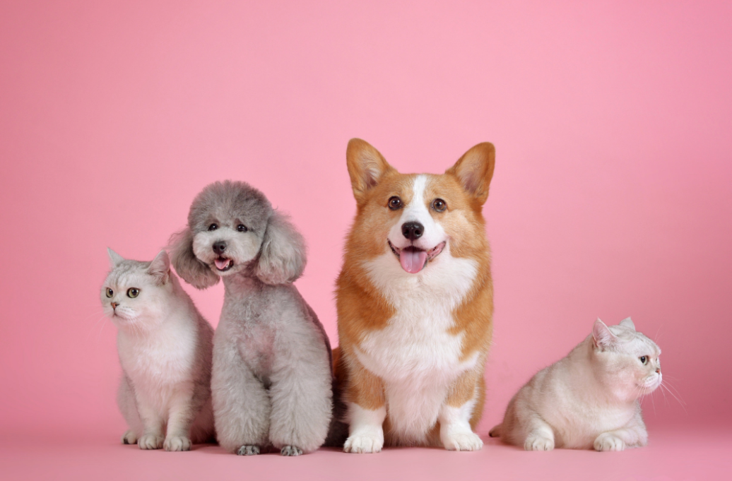 image about How to tell if you've found the pet for you