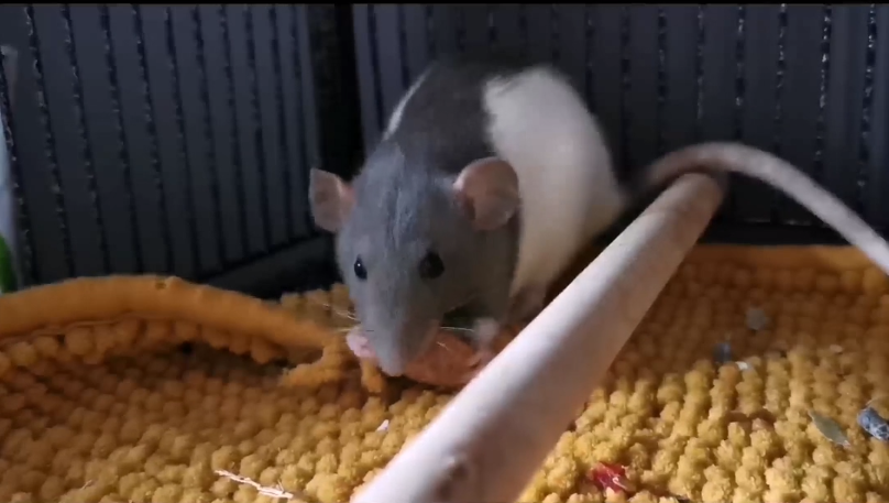 image about What is it like to have pet rats?