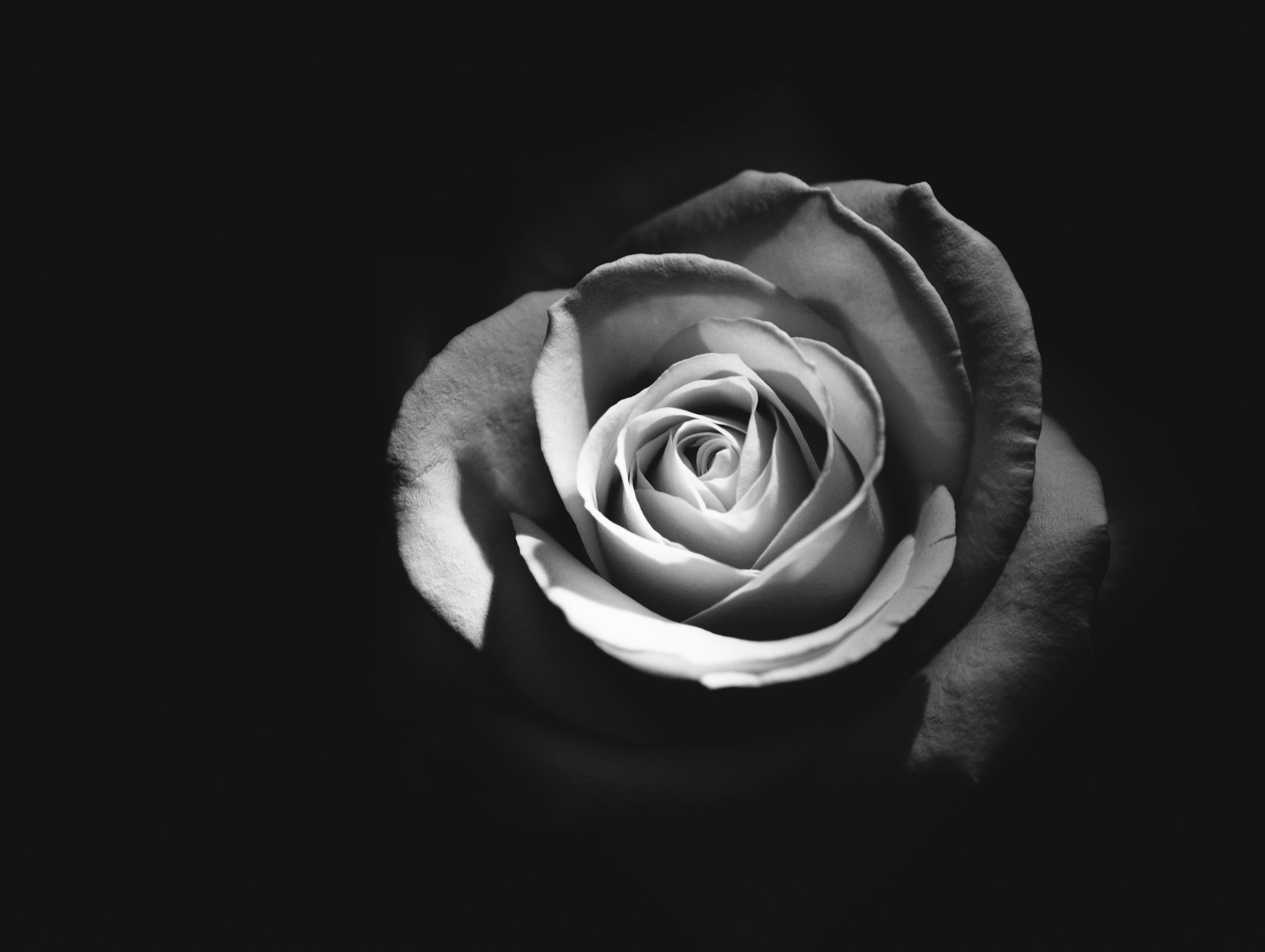 black and white image of a rose