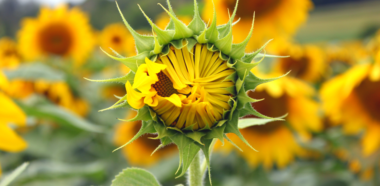A sunflower that is starting to bloom with fully bloomed sunflowers in the background
