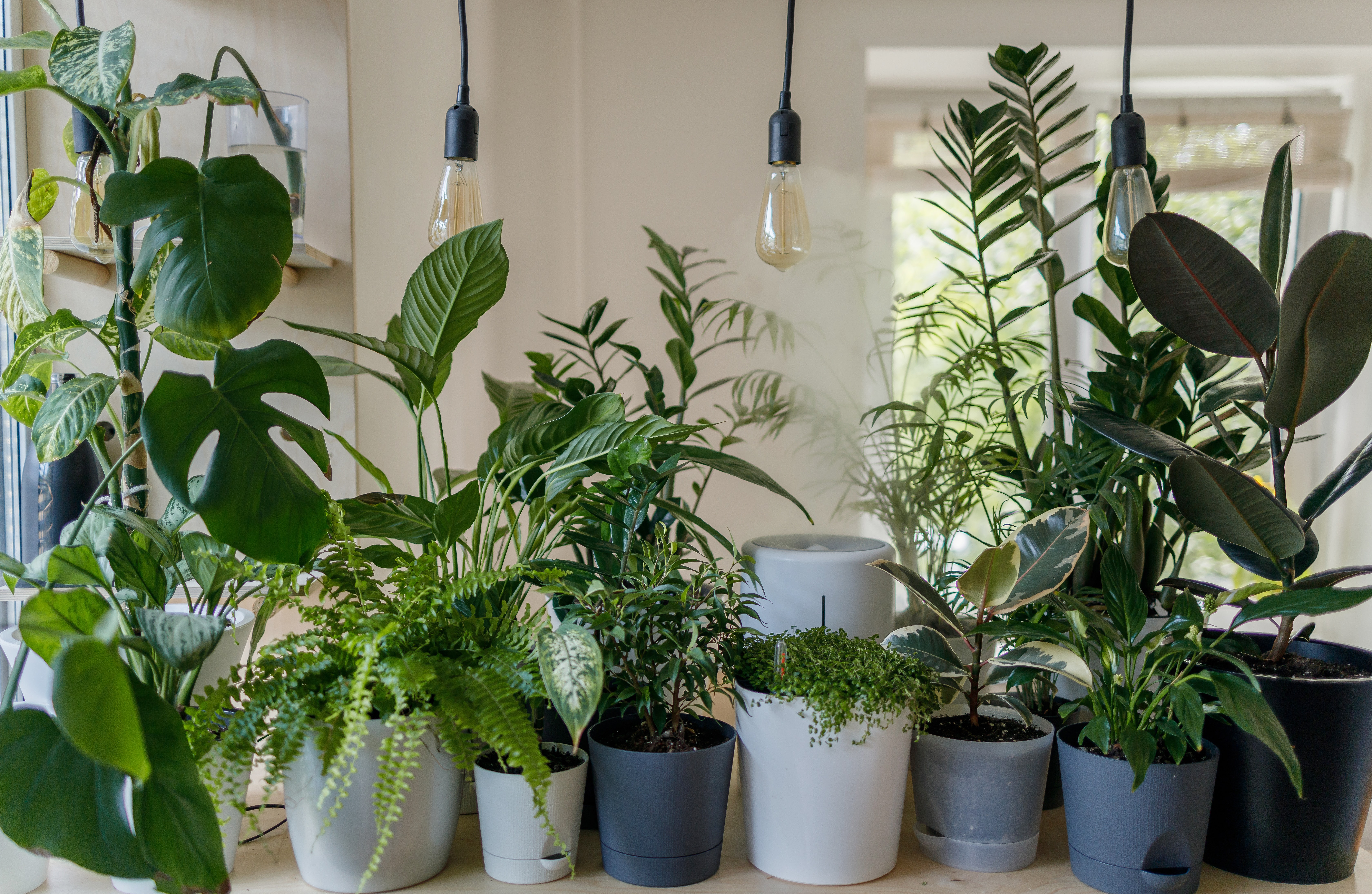 a collection of house plants in pots